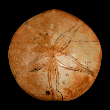 61MM Pygurus Marmonti Sea Urchin Fossil Sand Dollar Jurassic Age Madagascar