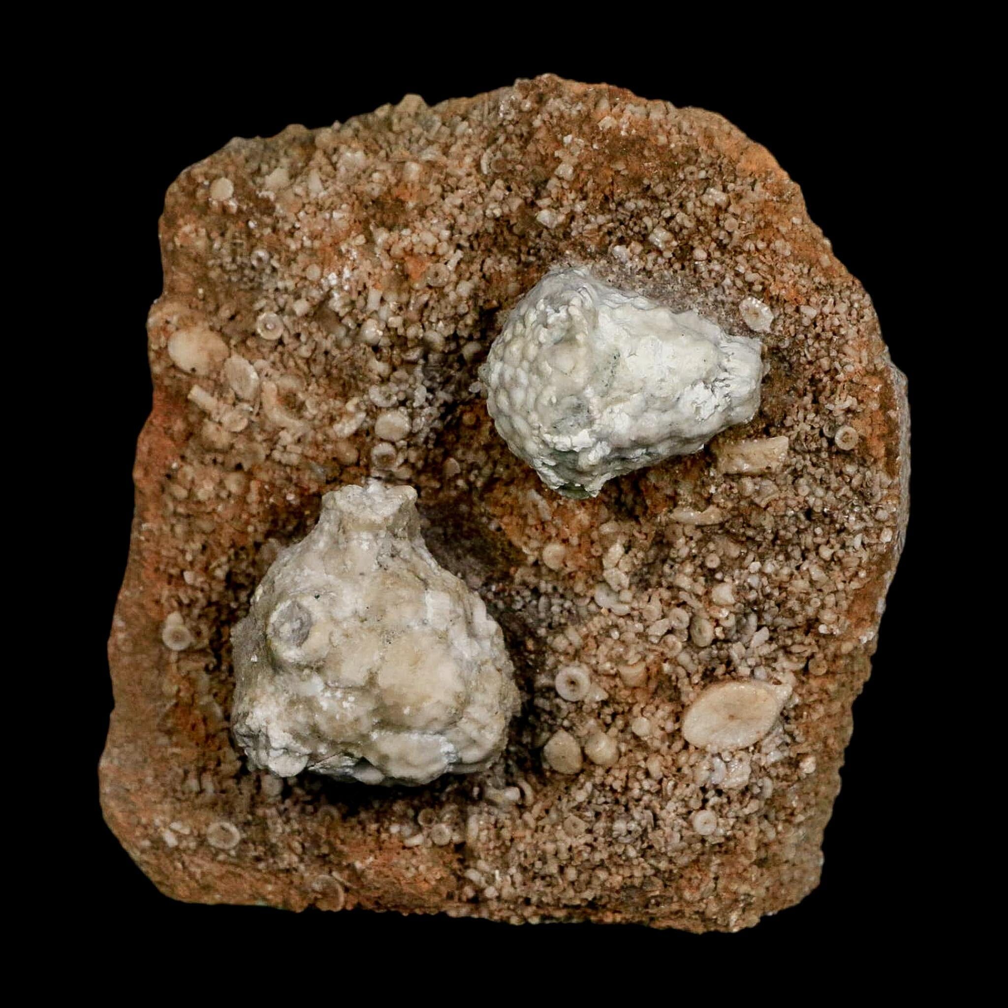 3.1" Actinocrinites Multiradiatus Crinoid Fossil Mississippian Age Burlington, Iowa - Fossil Age Minerals