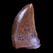 0.5" Tyrannosaur Serrated Fossil Tooth Cretaceous Dinosaur Judith River FM MT COA