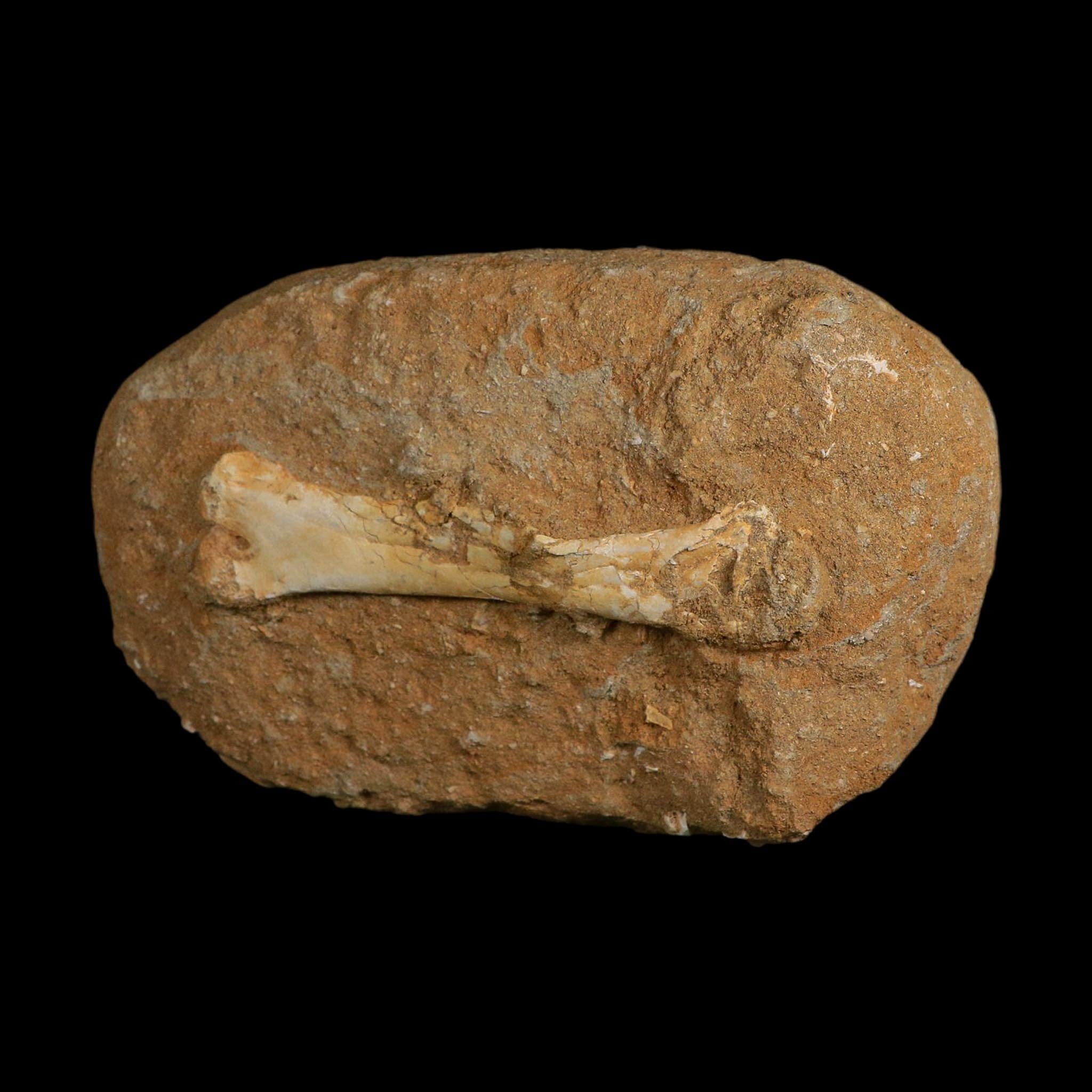 4.8" Pterosaur Tethydraco Regalis Fossil Bones Upper Cretaceous Morocco Stand COA