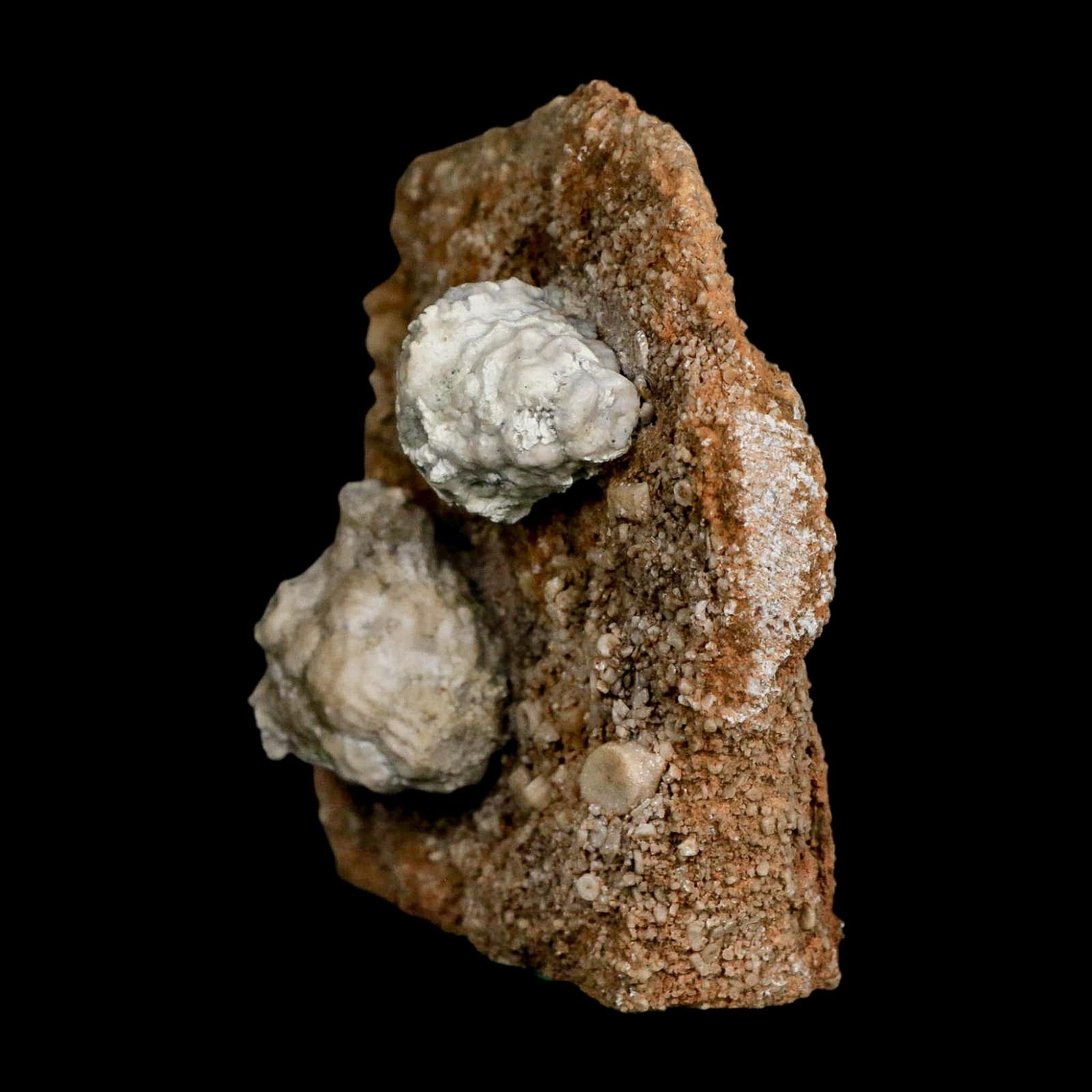 3.1" Actinocrinites Multiradiatus Crinoid Fossil Mississippian Age Burlington, Iowa - Fossil Age Minerals