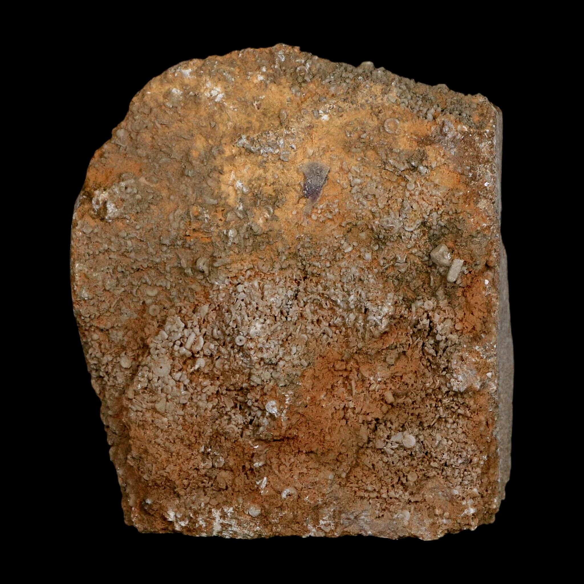 3.1" Actinocrinites Multiradiatus Crinoid Fossil Mississippian Age Burlington, Iowa - Fossil Age Minerals