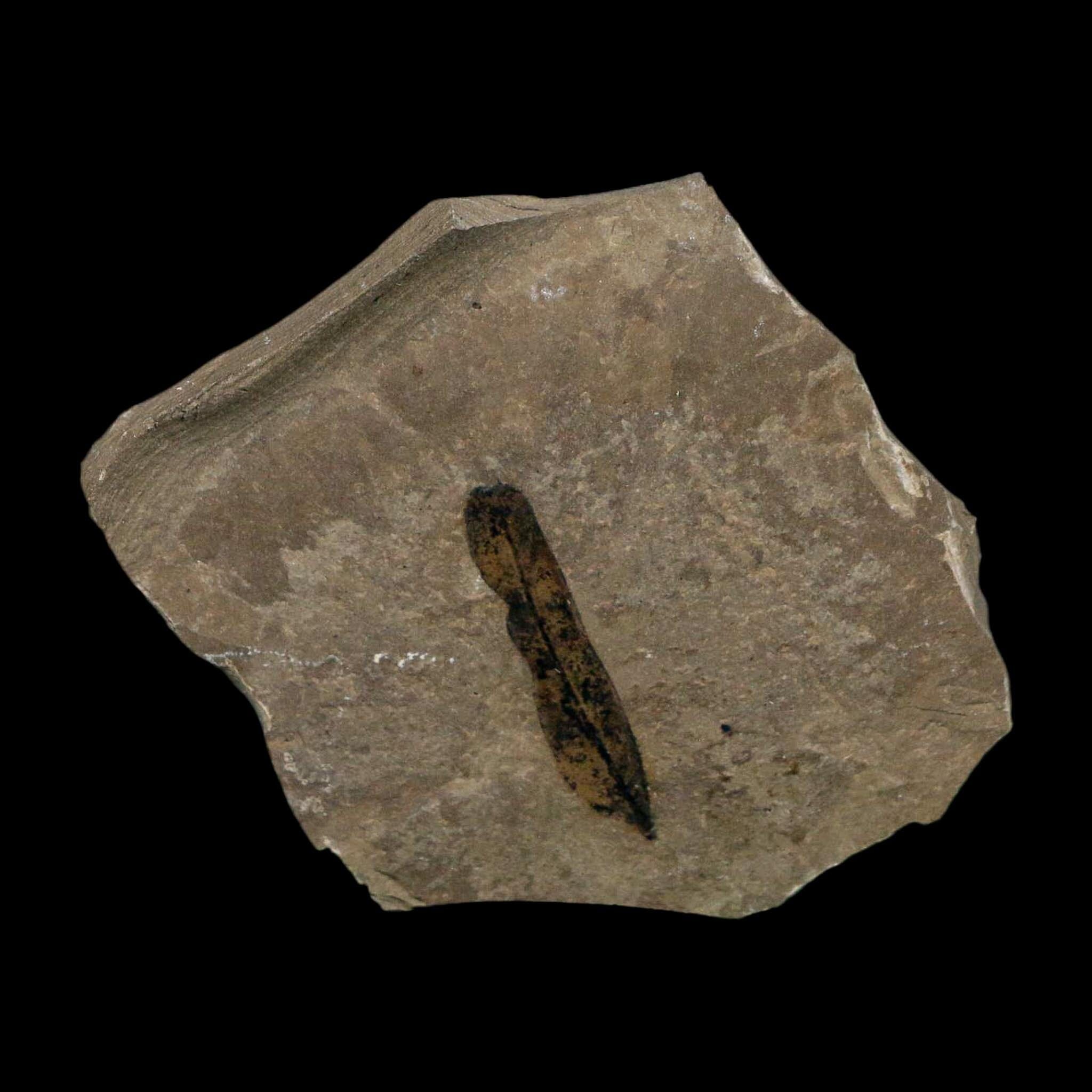 1.2" Caesalpinia Pecorae Divi Divi Trees Fossil Plant Leaf Eocene Age Uintah Utah - Fossil Age Minerals