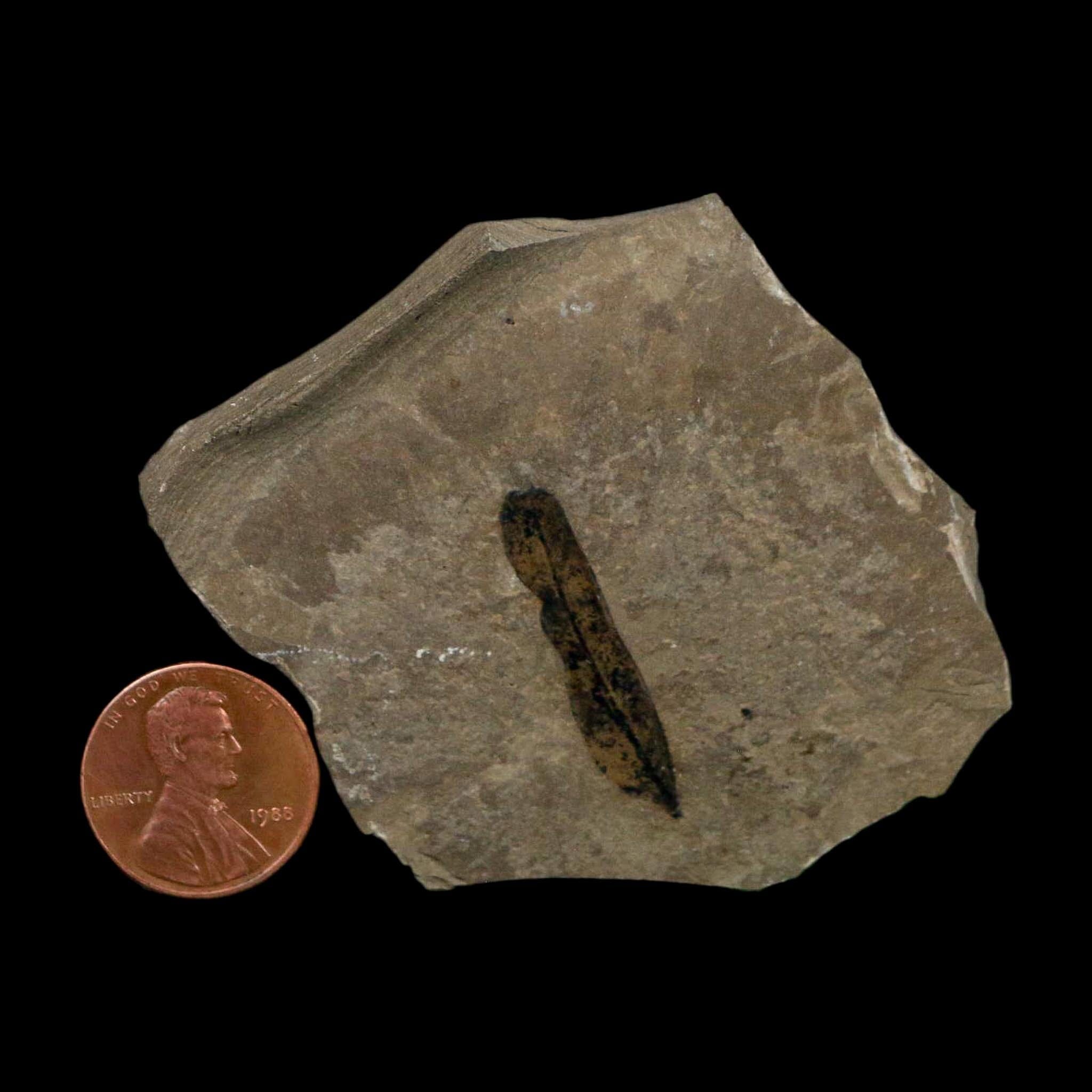 1.2" Caesalpinia Pecorae Divi Divi Trees Fossil Plant Leaf Eocene Age Uintah Utah - Fossil Age Minerals