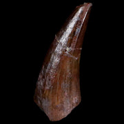 0.7" Phytosaur Fossil Tooth Triassic Age Archosaur Redonda FM NM COA Display
