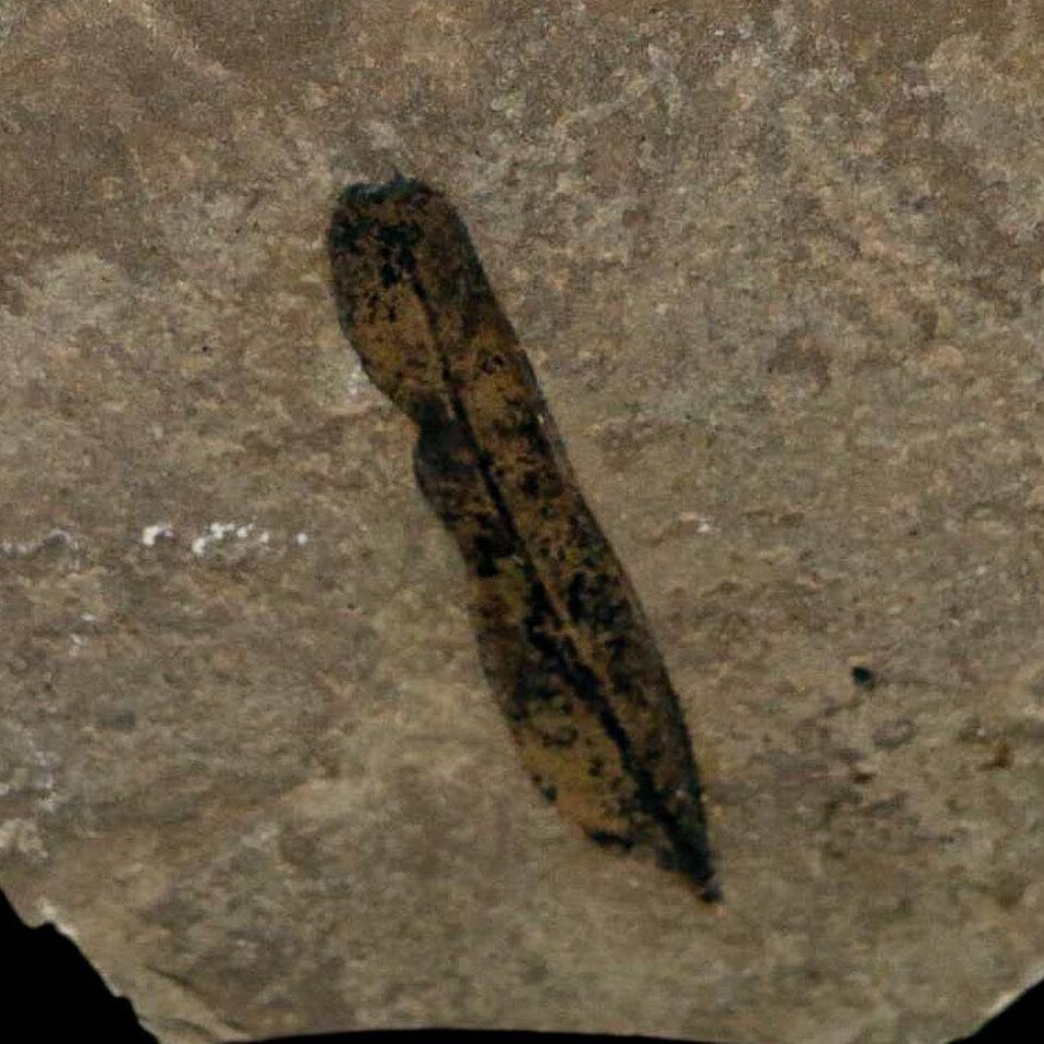 1.2" Caesalpinia Pecorae Divi Divi Trees Fossil Plant Leaf Eocene Age Uintah Utah - Fossil Age Minerals