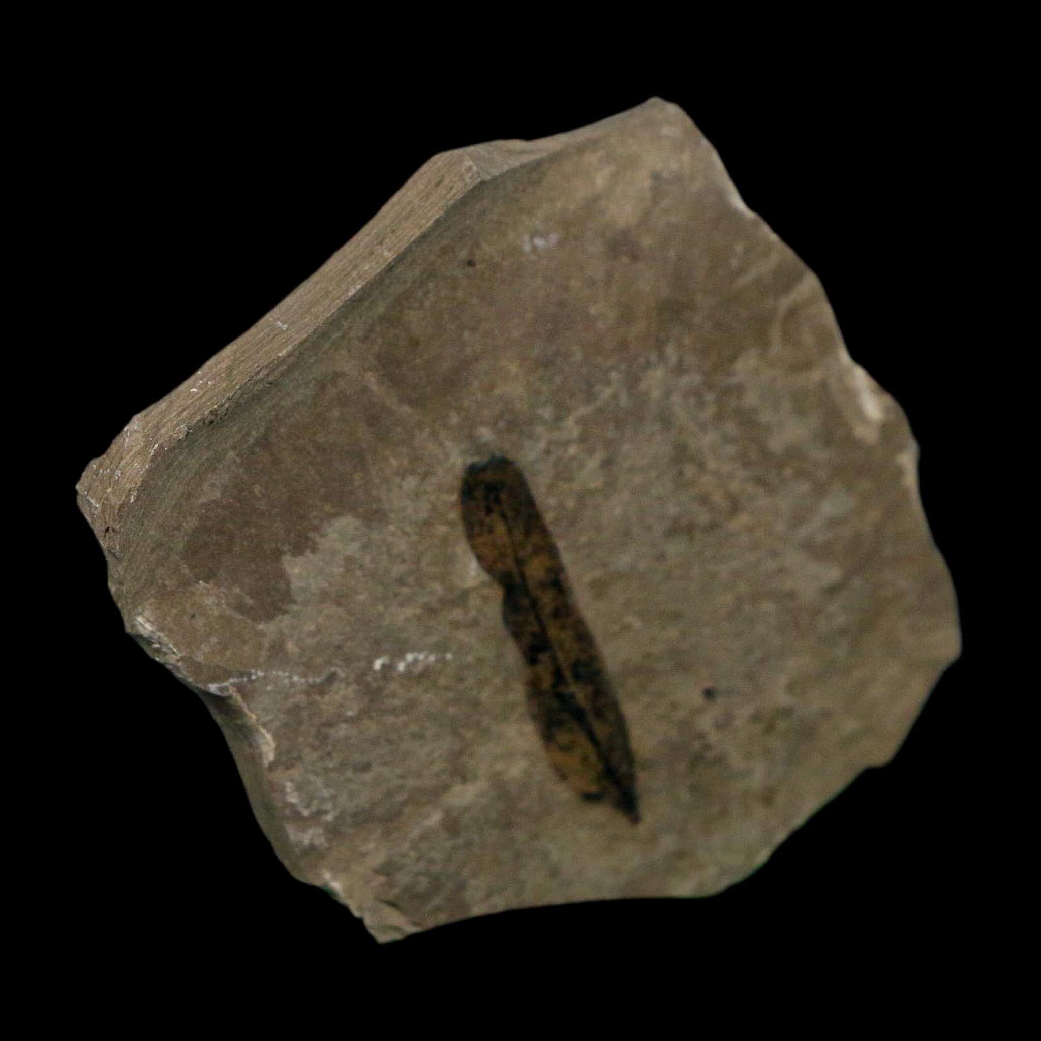 1.2" Caesalpinia Pecorae Divi Divi Trees Fossil Plant Leaf Eocene Age Uintah Utah - Fossil Age Minerals