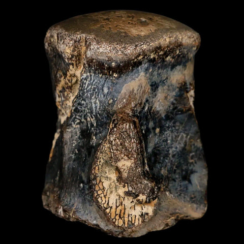 2.1" Mosasaur Fossil Vertebrae Cretaceous Dinosaur Era Texas Ozan FM COA - Fossil Age Minerals