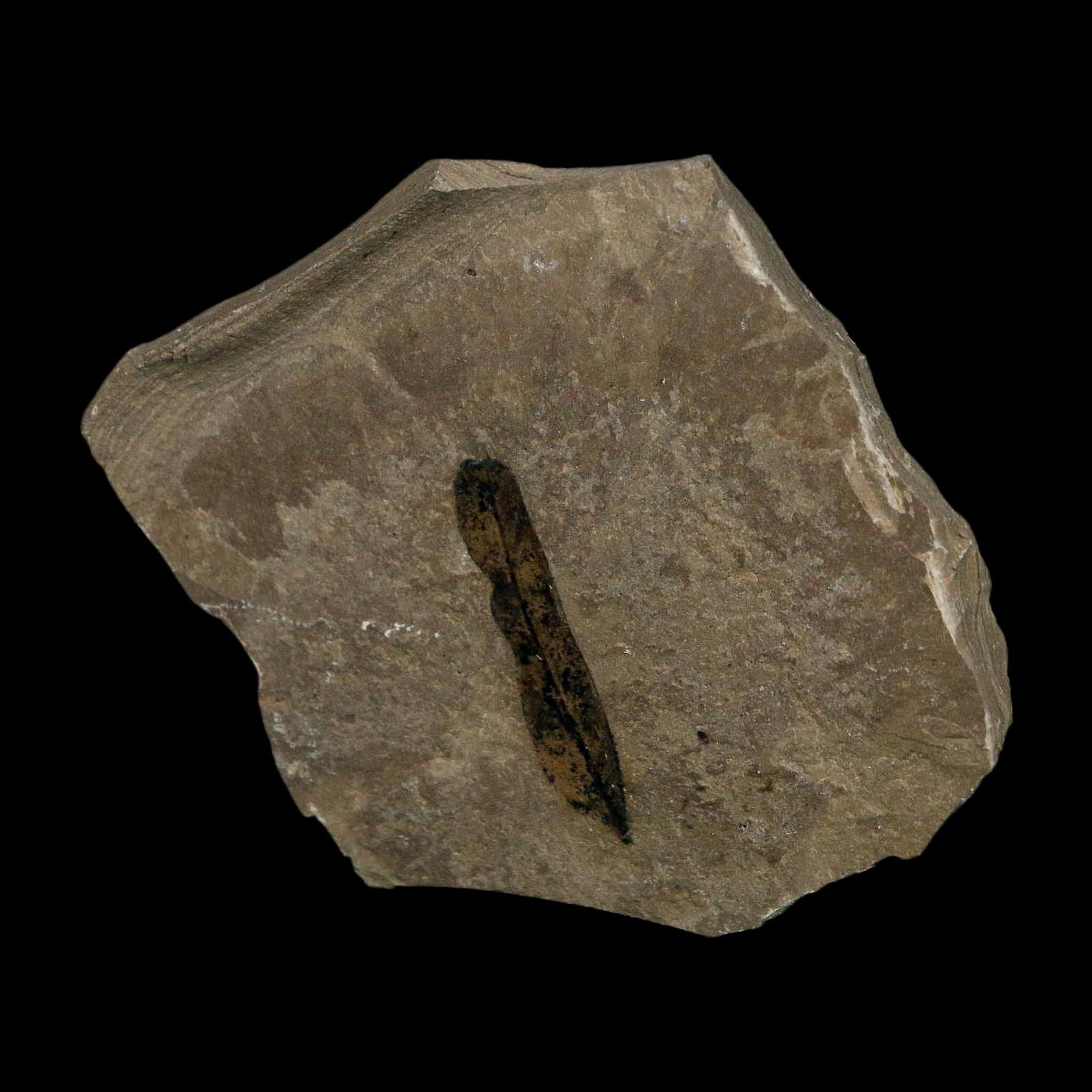 1.2" Caesalpinia Pecorae Divi Divi Trees Fossil Plant Leaf Eocene Age Uintah Utah - Fossil Age Minerals