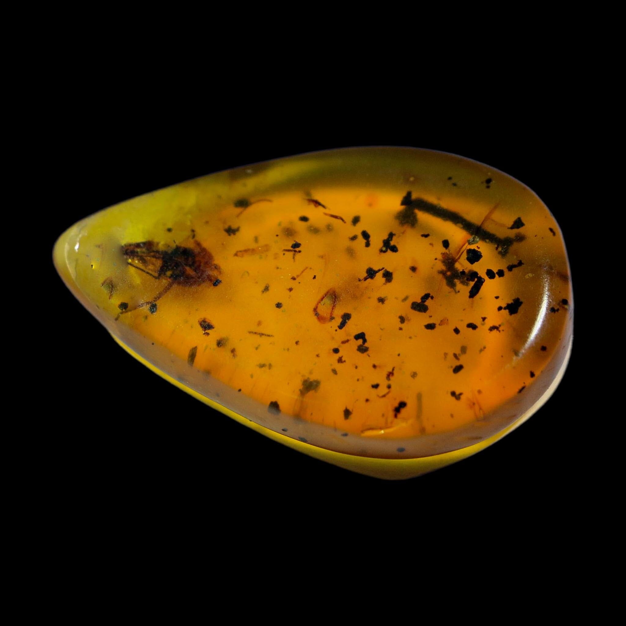 Burmese Insect Amber Unknown Flying Fossil Cretaceous Bermite Dinosaur Age