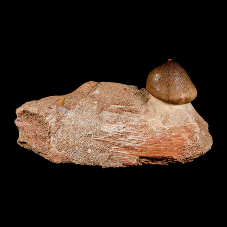 4" Globidens Mosasaur Fossil Tooth Jaw Section Cretaceous Dinosaur Era COA