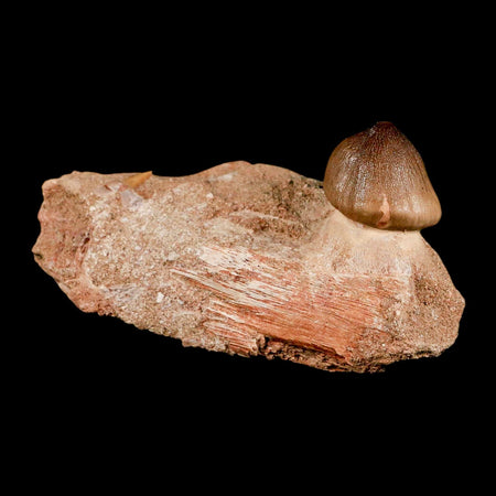 4" Globidens Mosasaur Fossil Tooth Jaw Section Cretaceous Dinosaur Era COA