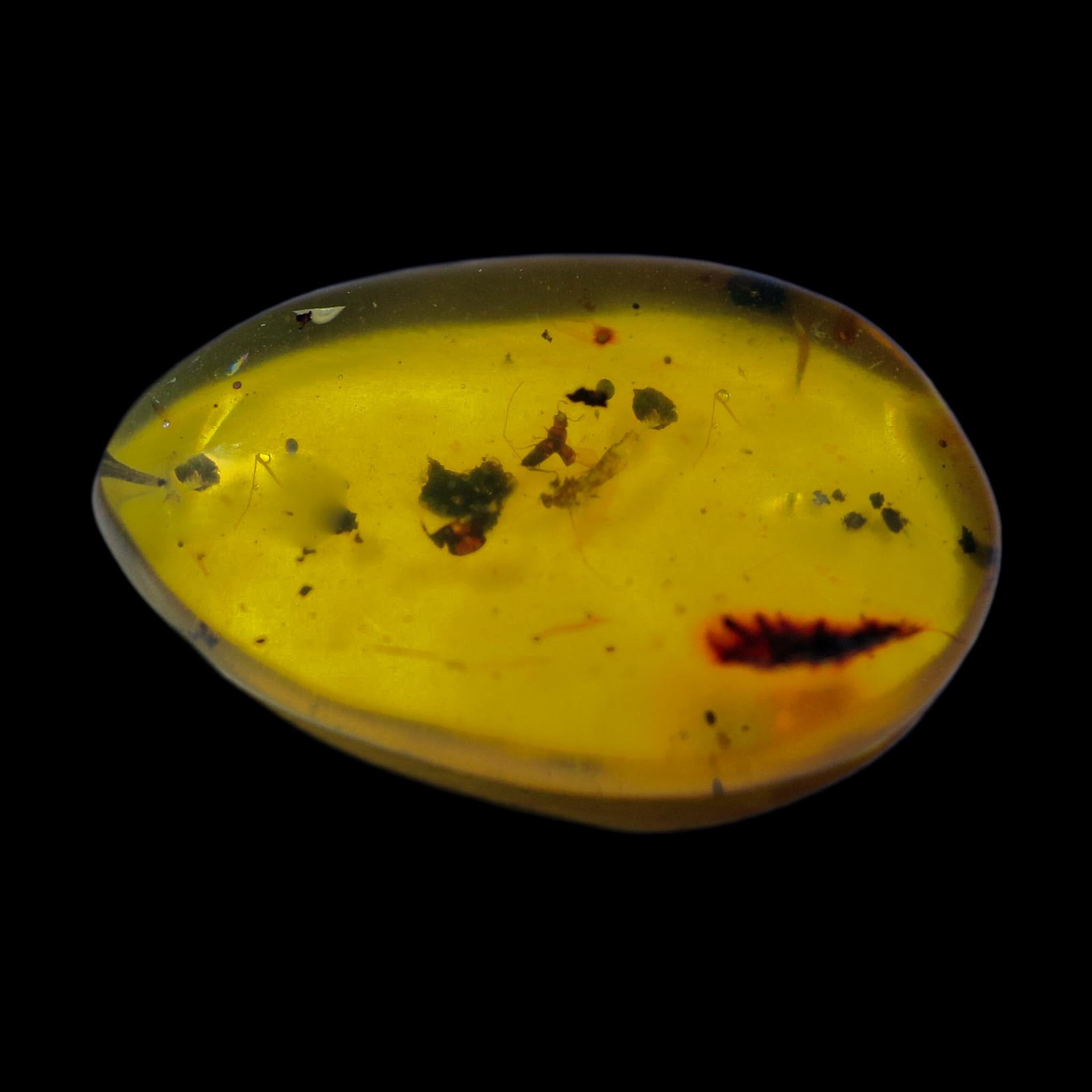 Burmese Insect Amber Mosquito Fly And Wasp Fossil Cretaceous Dinosaur Age