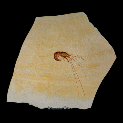 5.7" Acanthochirana Fossil Shrimp Upper Jurassic Age Solnhofen FM Germany COA Stand - Fossil Age Minerals