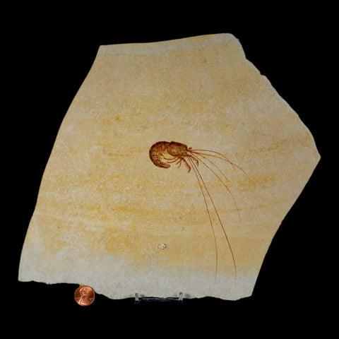 5.7" Acanthochirana Fossil Shrimp Upper Jurassic Age Solnhofen FM Germany COA Stand - Fossil Age Minerals