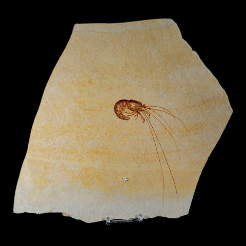 5.7" Acanthochirana Fossil Shrimp Upper Jurassic Age Solnhofen FM Germany COA Stand - Fossil Age Minerals