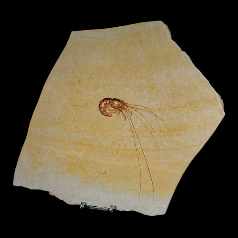 5.7" Acanthochirana Fossil Shrimp Upper Jurassic Age Solnhofen FM Germany COA Stand - Fossil Age Minerals