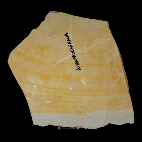 5.7" Acanthochirana Fossil Shrimp Upper Jurassic Age Solnhofen FM Germany COA Stand - Fossil Age Minerals