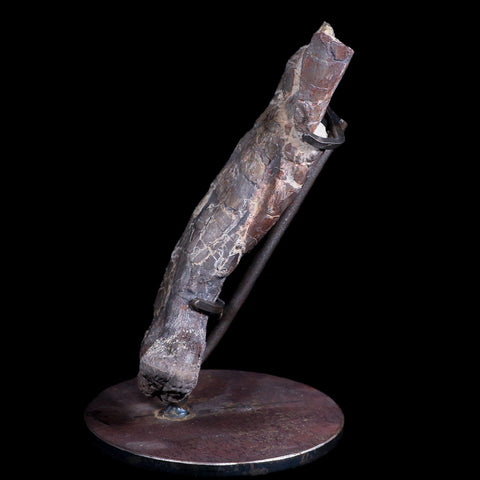 6" Phytosaur Fossil Femur Bone Late Triassic Age Archosaur Chinle FM  AZ COA Stand - Fossil Age Minerals
