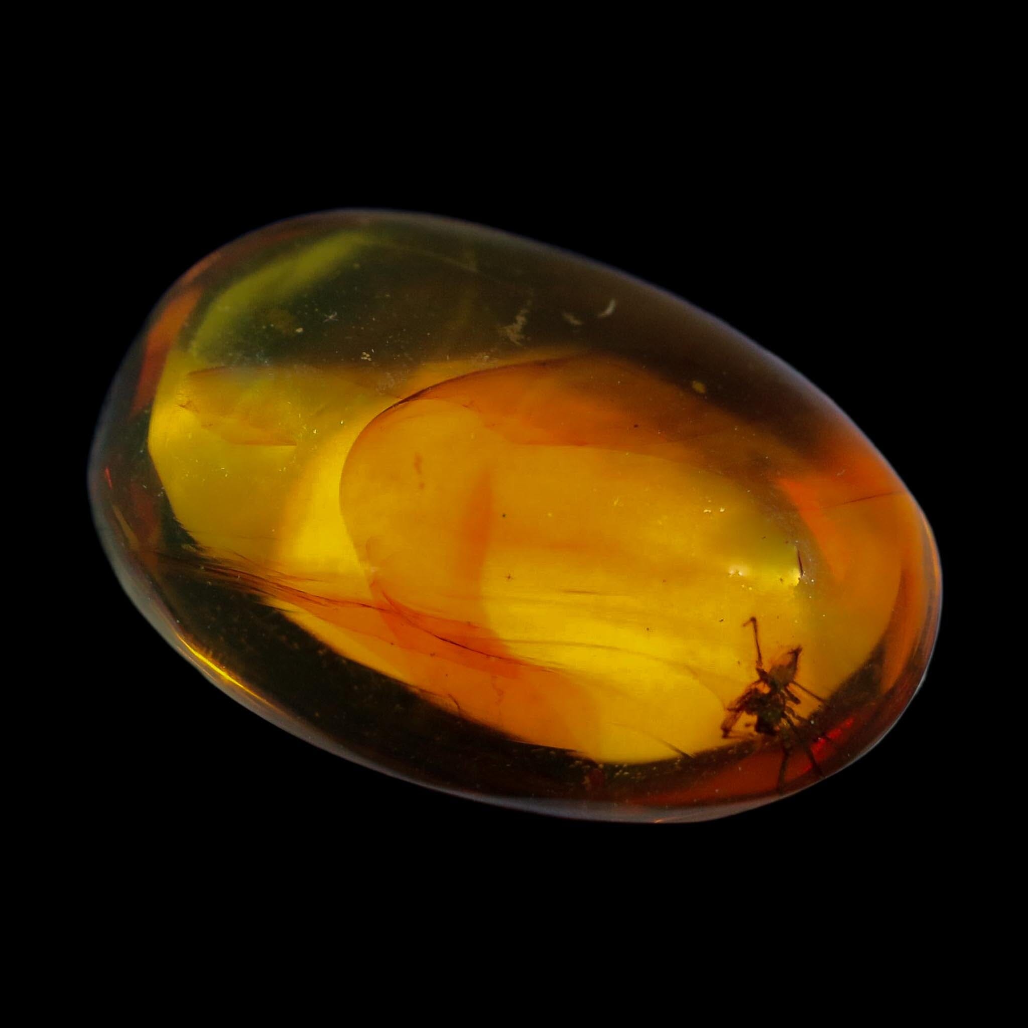 Burmese Insect Amber Arachnida Spider Fossil Burmite Cretaceous Dinosaur Age