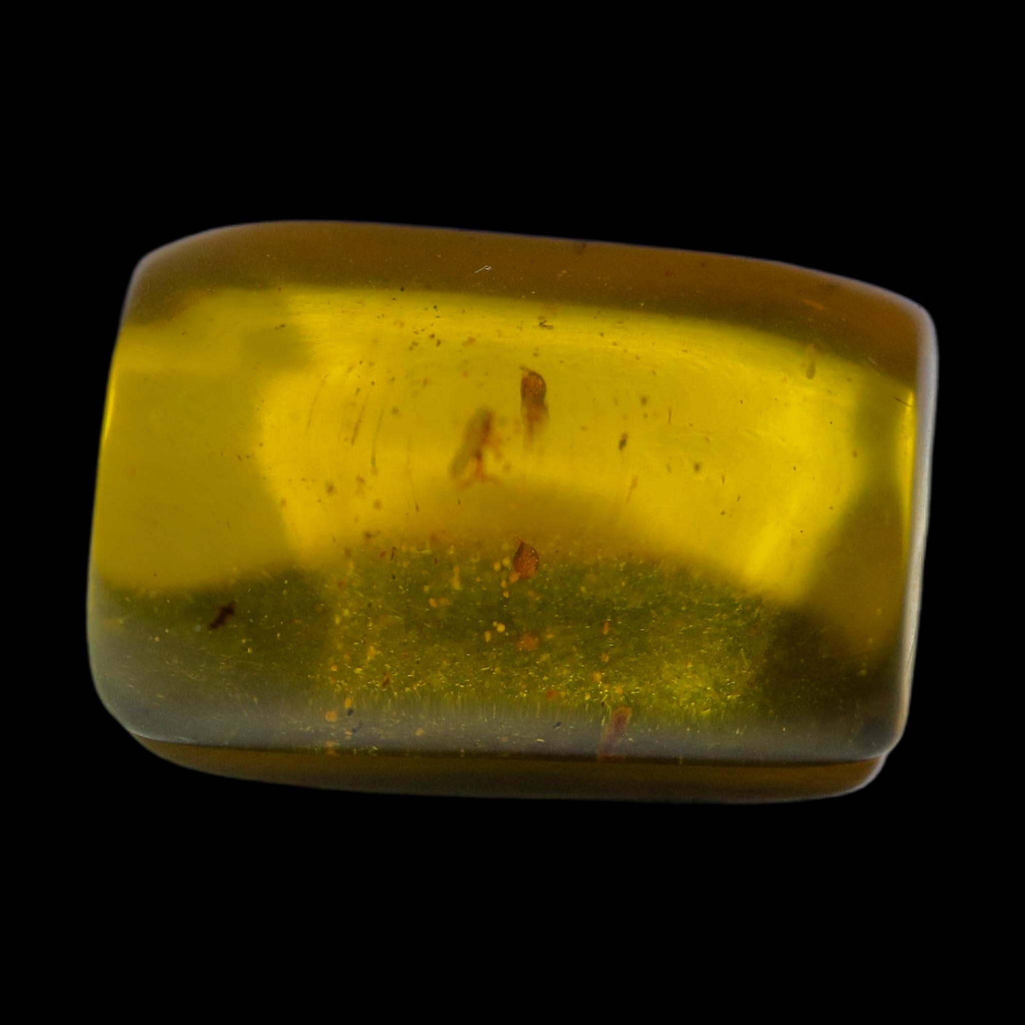 Burmese Insect Amber Grasshopper Fossil Burmite Cretaceous Dinosaur Age