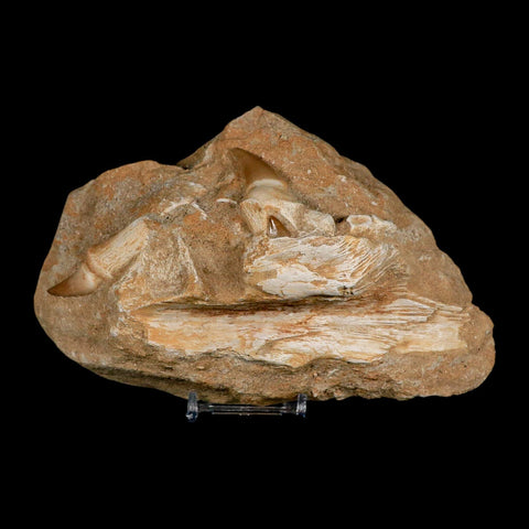 6.9" Halisaurus Mosasaur Fossil Jaw Teeth In Matrix Cretaceous Dinosaur Era COA Stand - Fossil Age Minerals