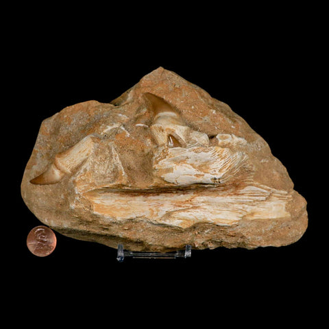 6.9" Halisaurus Mosasaur Fossil Jaw Teeth In Matrix Cretaceous Dinosaur Era COA Stand - Fossil Age Minerals