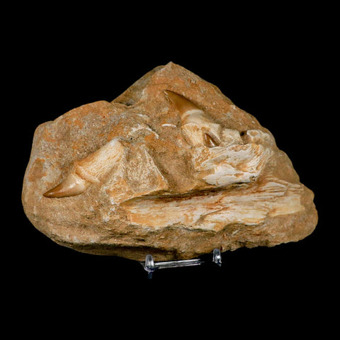 6.9" Halisaurus Mosasaur Fossil Jaw Teeth In Matrix Cretaceous Dinosaur Era COA Stand - Fossil Age Minerals