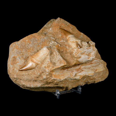 6.9" Halisaurus Mosasaur Fossil Jaw Teeth In Matrix Cretaceous Dinosaur Era COA Stand - Fossil Age Minerals