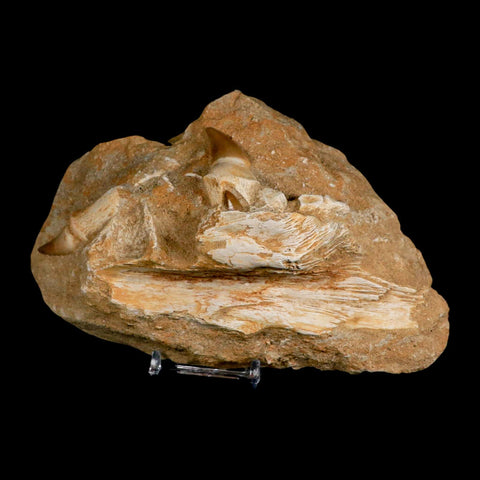 6.9" Halisaurus Mosasaur Fossil Jaw Teeth In Matrix Cretaceous Dinosaur Era COA Stand - Fossil Age Minerals