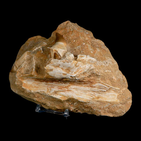 6.9" Halisaurus Mosasaur Fossil Jaw Teeth In Matrix Cretaceous Dinosaur Era COA Stand - Fossil Age Minerals