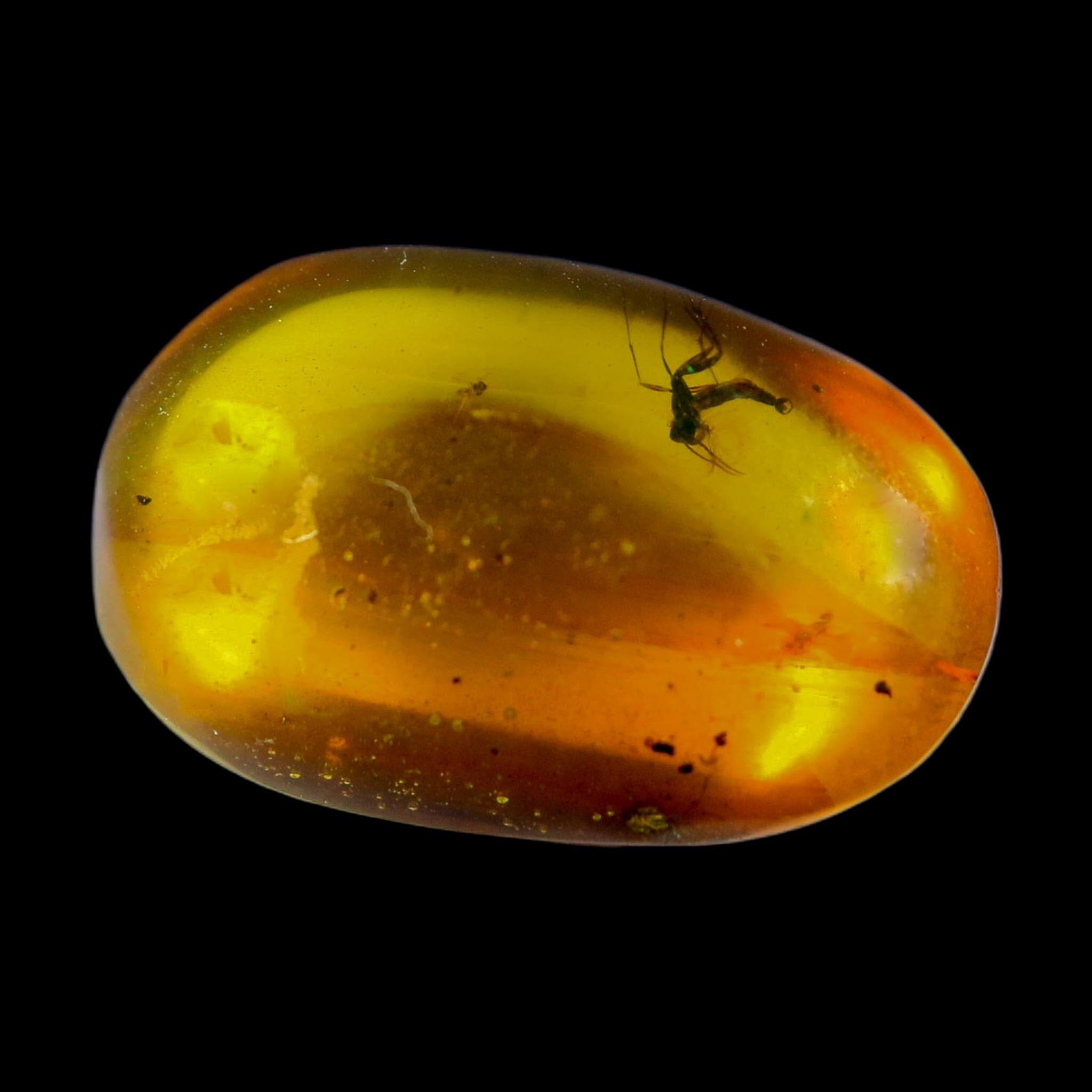 Burmese Insect Amber Unknown Bug Fossil Burmite Cretaceous Dinosaur Age