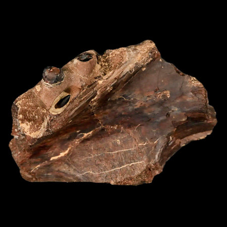 2.9" Mosasaur Fossil Jaw Section Cretaceous Dinosaur Era Texas Ozan FM COA, Stand