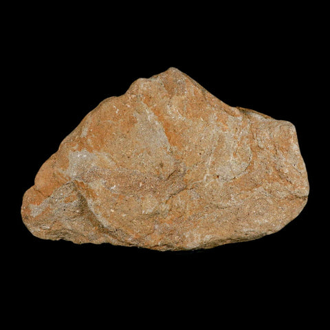 6.9" Halisaurus Mosasaur Fossil Jaw Teeth In Matrix Cretaceous Dinosaur Era COA Stand - Fossil Age Minerals