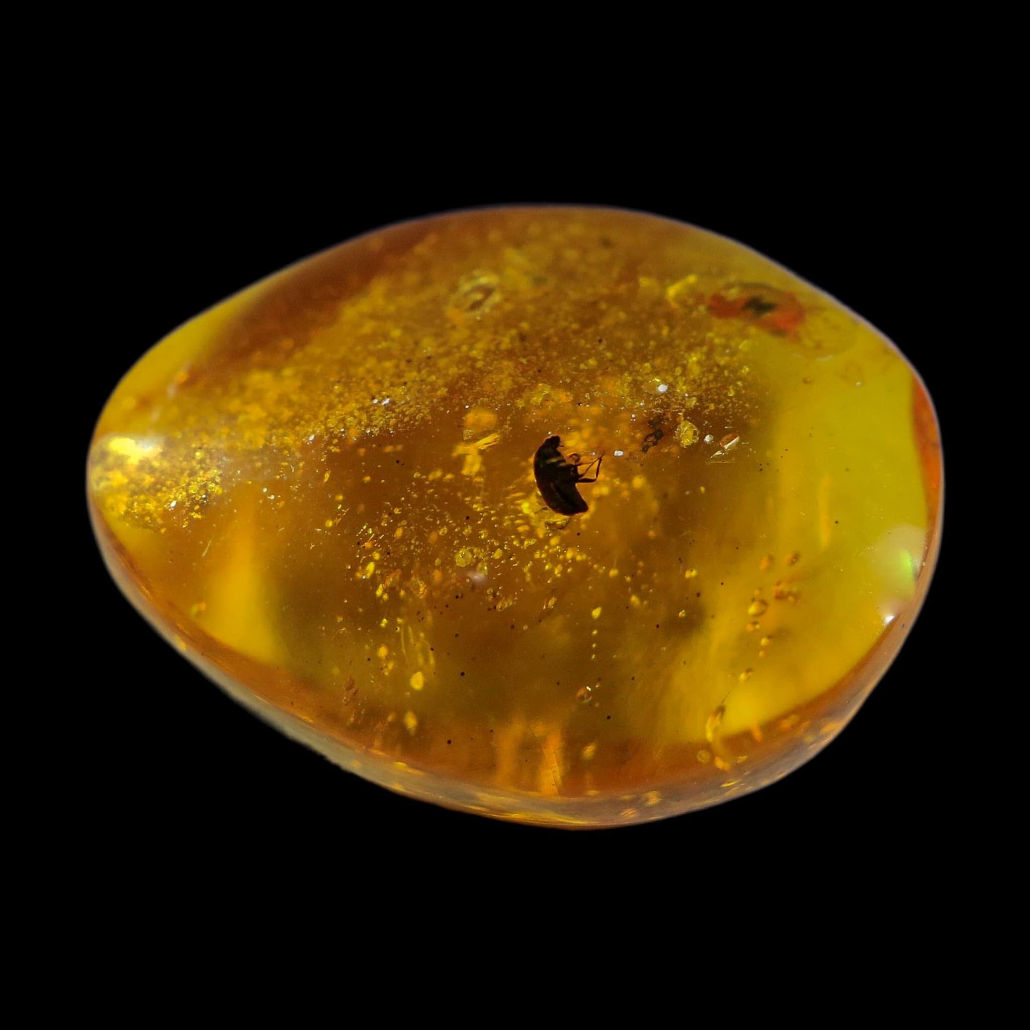 Burmese Insect Amber Coleoptera Beetle Bug Fossil Cretaceous Bermite Dinosaur Age
