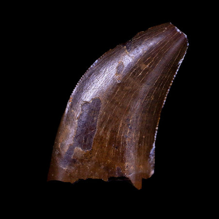 0.7" Nanotyrannus Tyrannosaurus Fossil Tooth Dinosaur Lance Creek WY COA Display