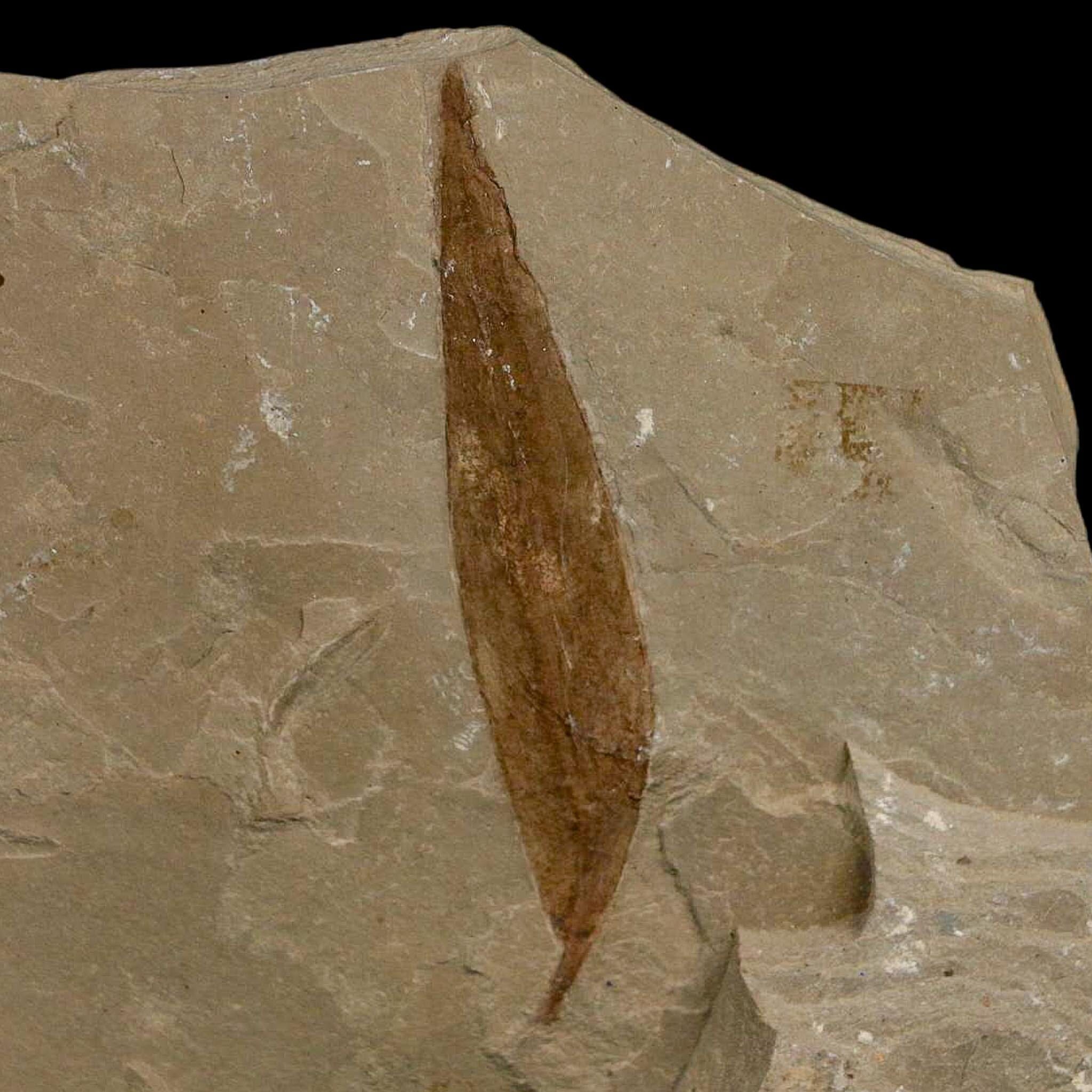 2.1" Detailed Salix Cockerelli Willow Fossil Plant Leaf Green River FM Eocene Age Utah - Fossil Age Minerals