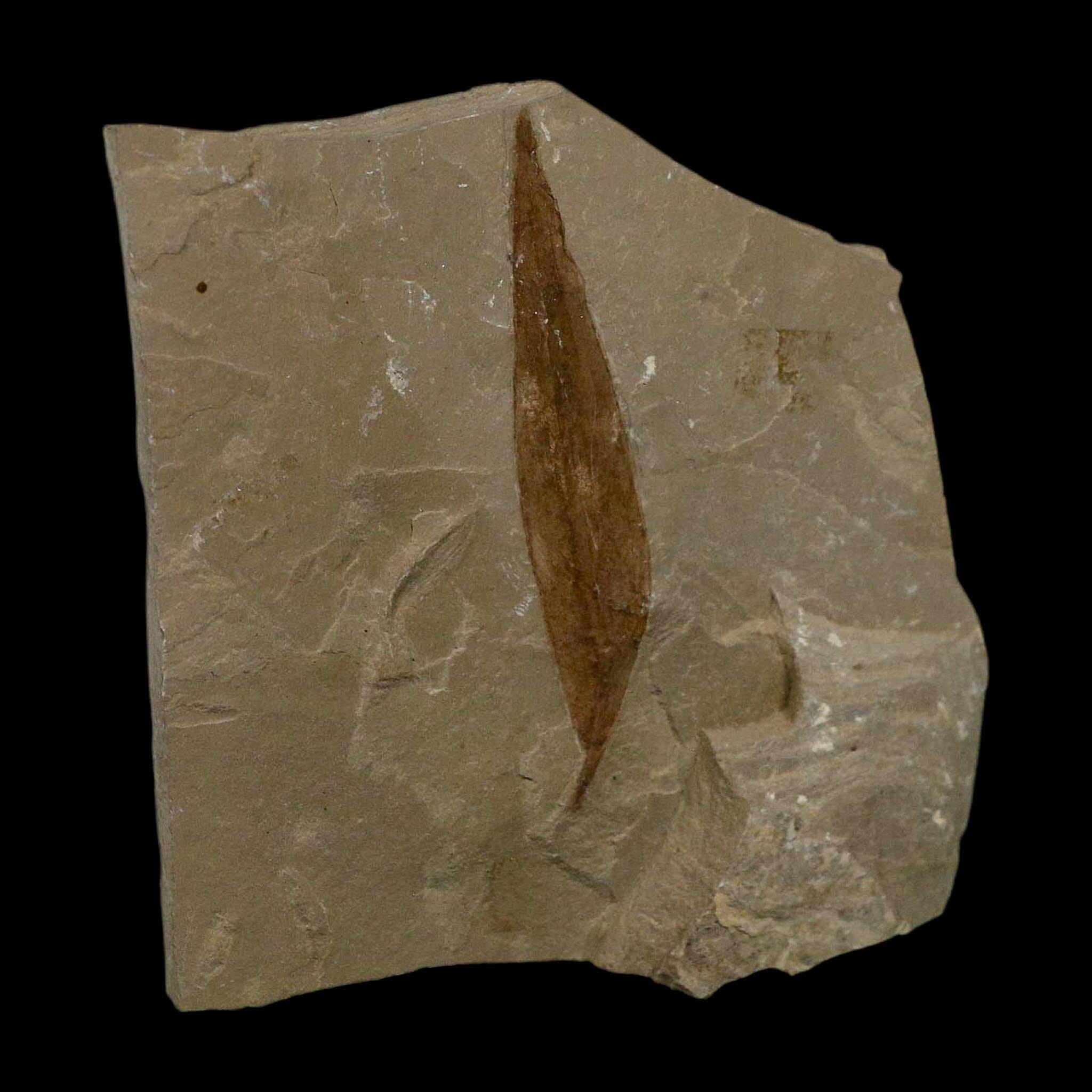 2.1" Detailed Salix Cockerelli Willow Fossil Plant Leaf Green River FM Eocene Age Utah - Fossil Age Minerals