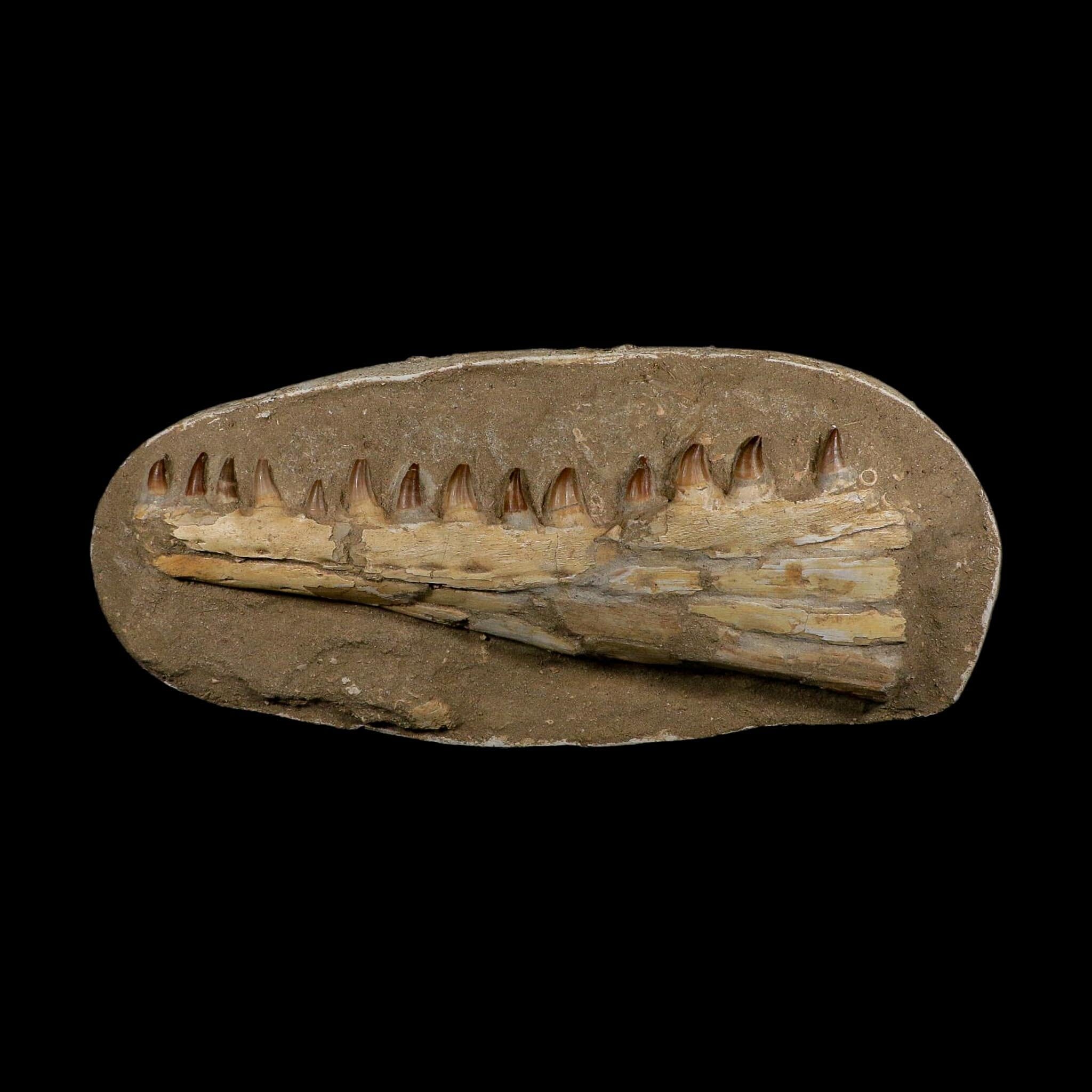 18" Mosasaur Prognathodon Fossil Jaw Section Teeth Cretaceous Dinosaur Era COA - Fossil Age Minerals