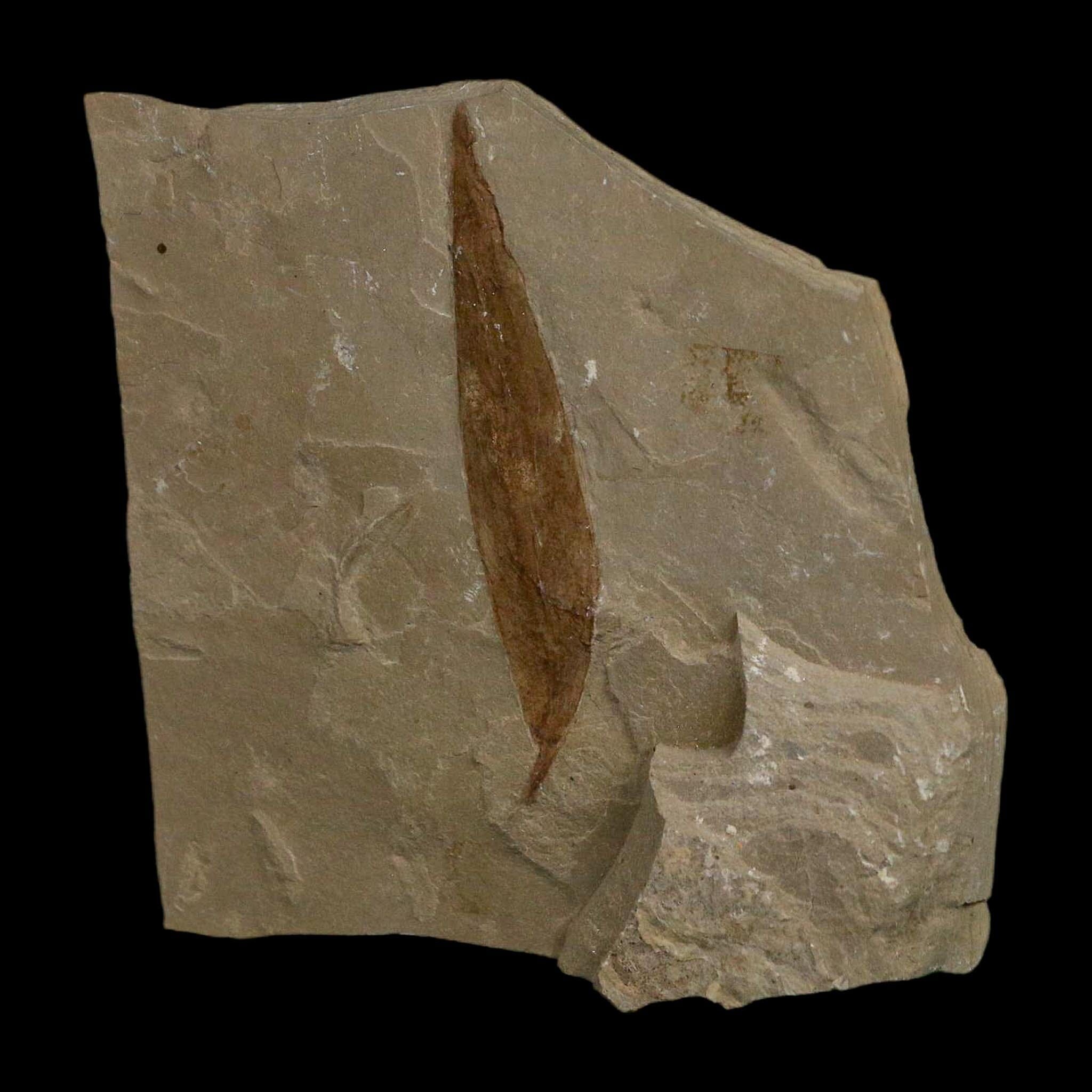 2.1" Detailed Salix Cockerelli Willow Fossil Plant Leaf Green River FM Eocene Age Utah - Fossil Age Minerals