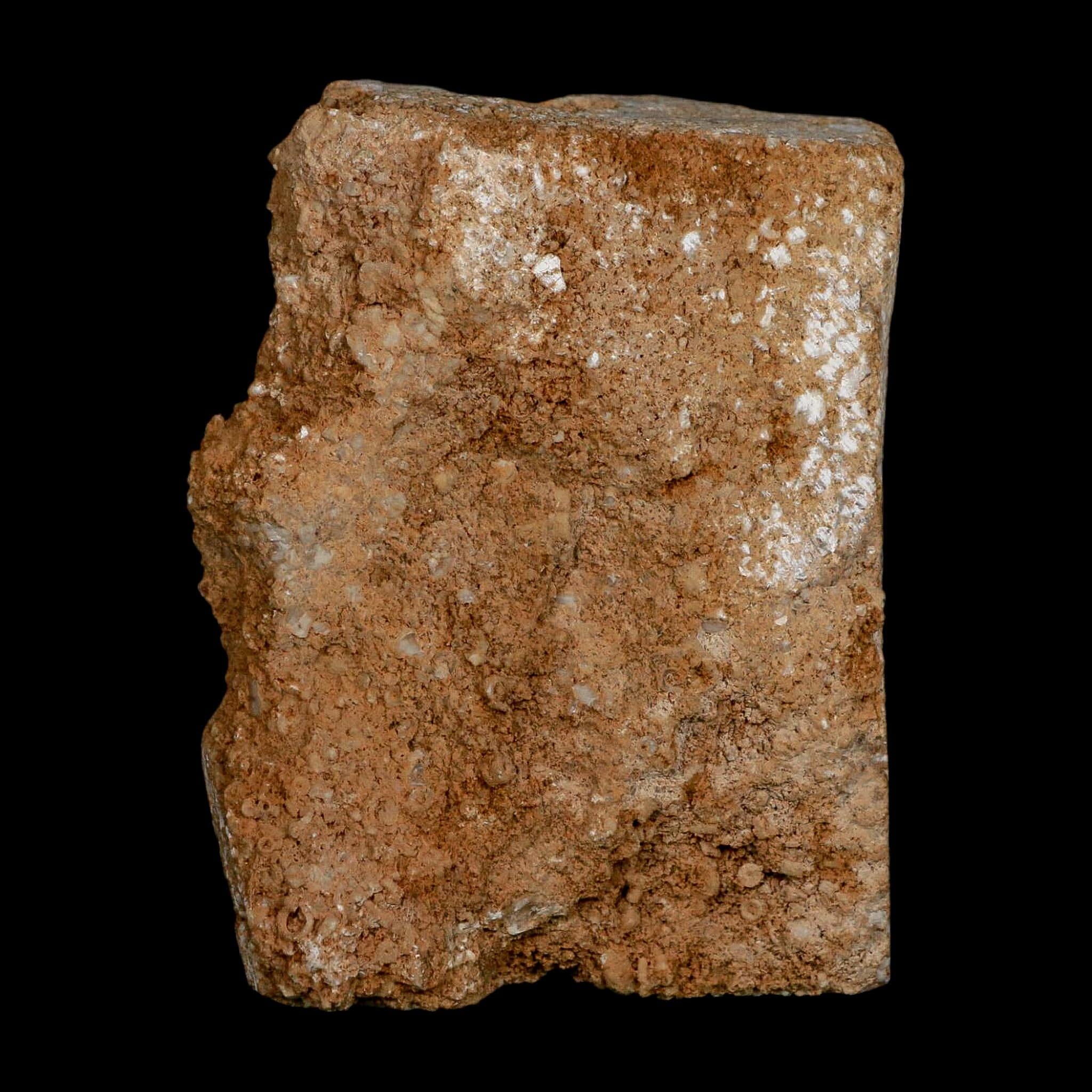 3.4" Platycrinites Sp, Platyceras Gastropod Crinoid Fossil Mississippian Age Burlington Iowa - Fossil Age Minerals