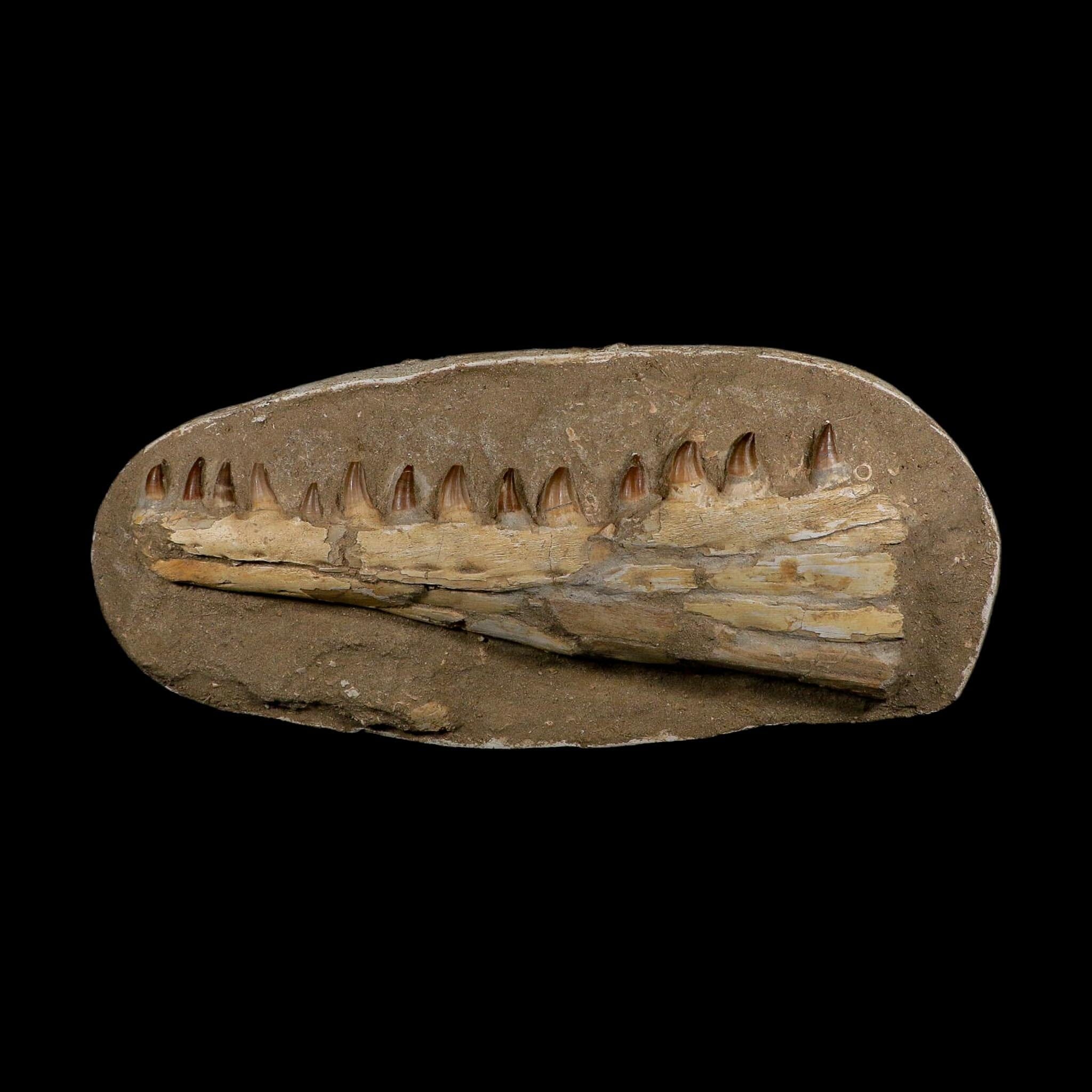 18" Mosasaur Prognathodon Fossil Jaw Section Teeth Cretaceous Dinosaur Era COA - Fossil Age Minerals