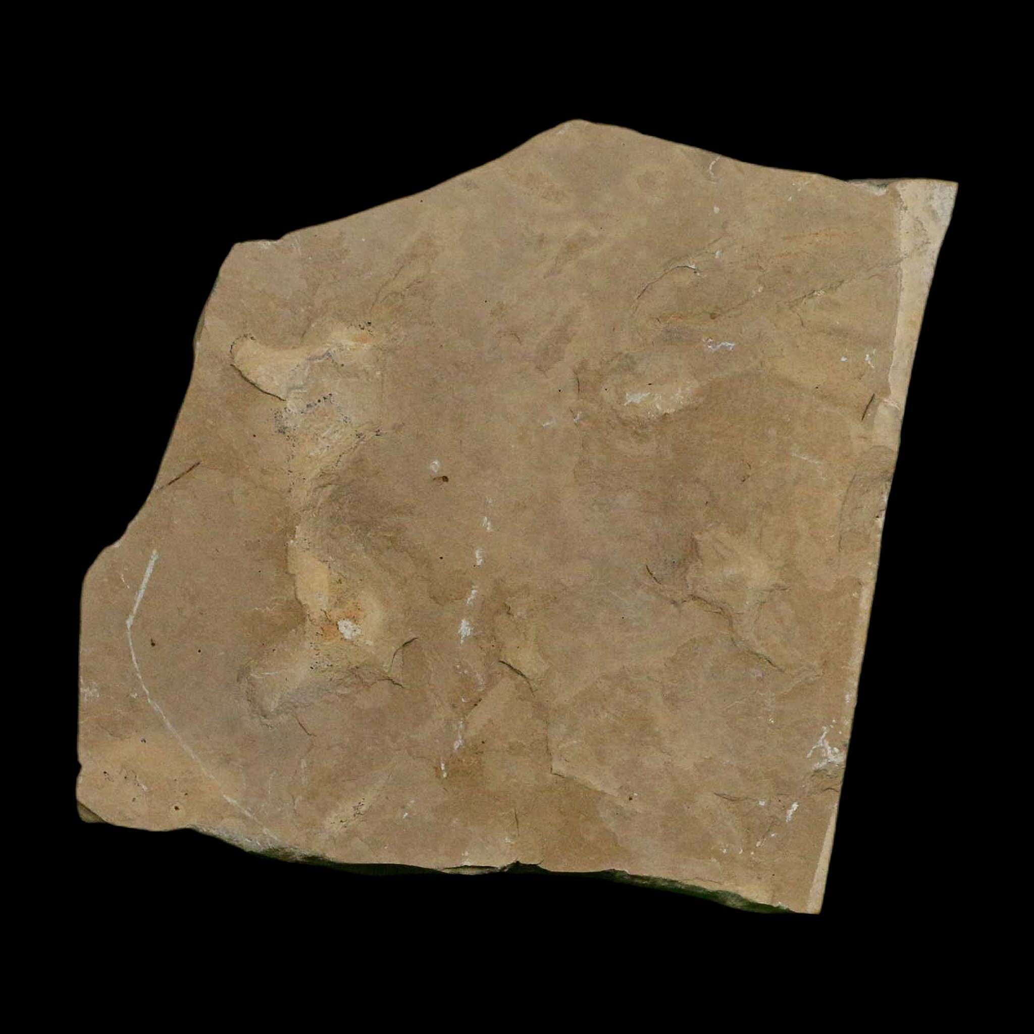 2.1" Detailed Salix Cockerelli Willow Fossil Plant Leaf Green River FM Eocene Age Utah - Fossil Age Minerals