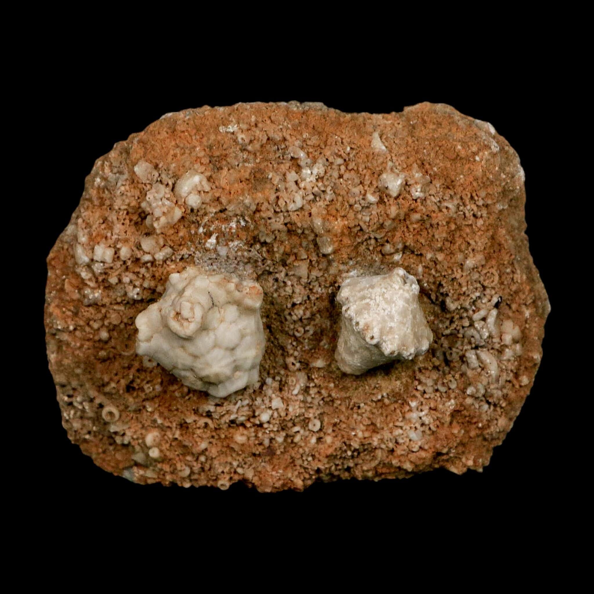 3.4" Actinocrinites Multiradiatus Crinoid Fossil Mississippian Age Burlington, Iowa - Fossil Age Minerals