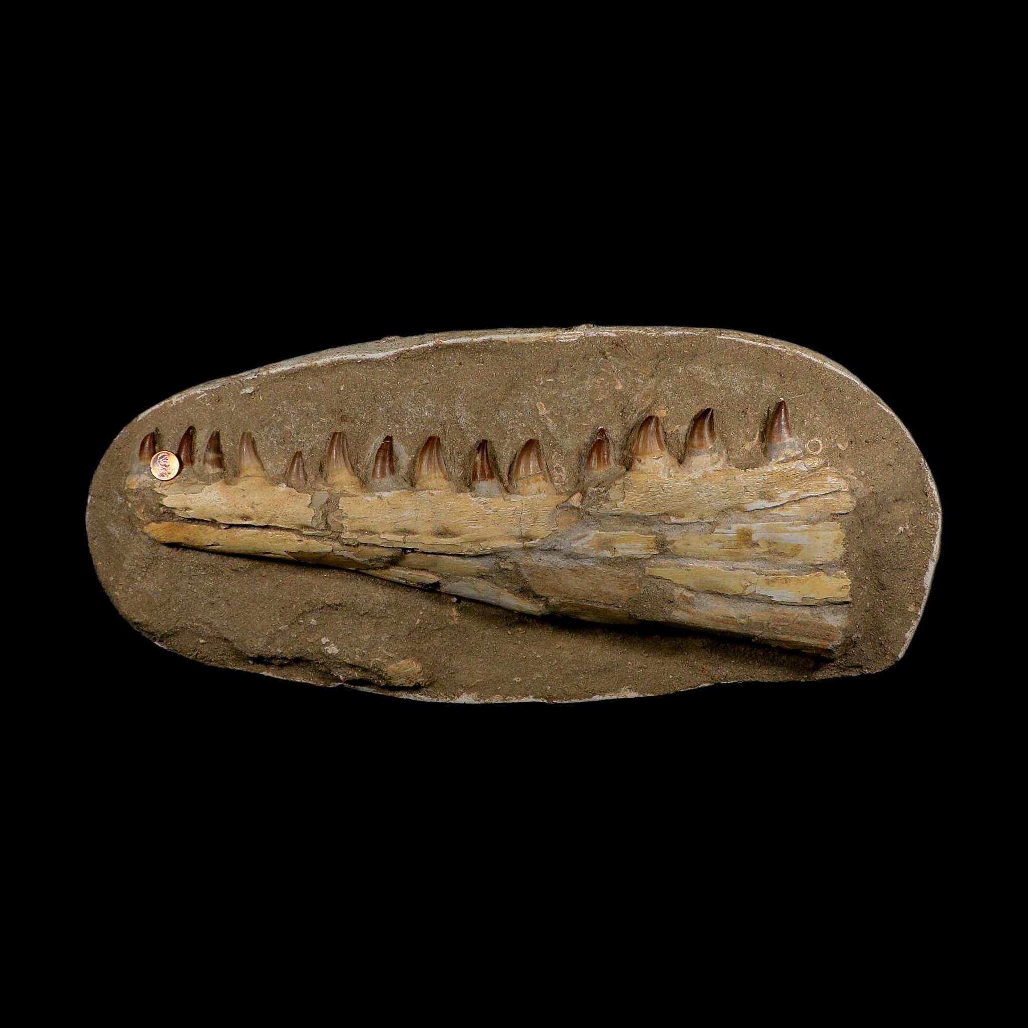 18" Mosasaur Prognathodon Fossil Jaw Section Teeth Cretaceous Dinosaur Era COA - Fossil Age Minerals