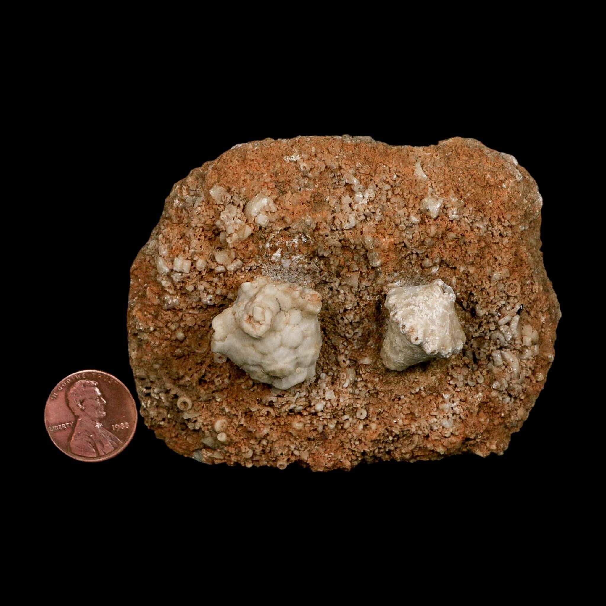 3.4" Actinocrinites Multiradiatus Crinoid Fossil Mississippian Age Burlington, Iowa - Fossil Age Minerals