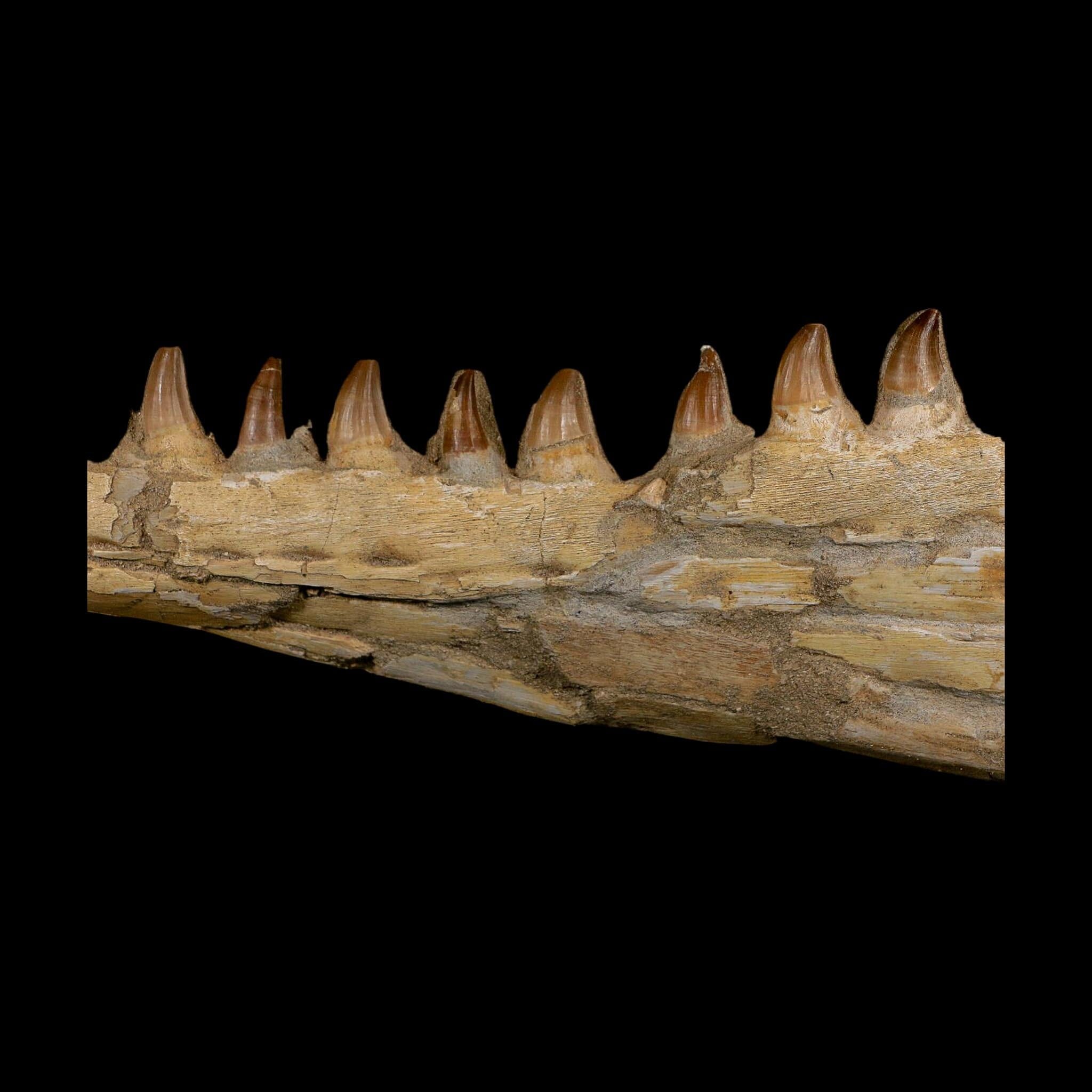 18" Mosasaur Prognathodon Fossil Jaw Section Teeth Cretaceous Dinosaur Era COA - Fossil Age Minerals