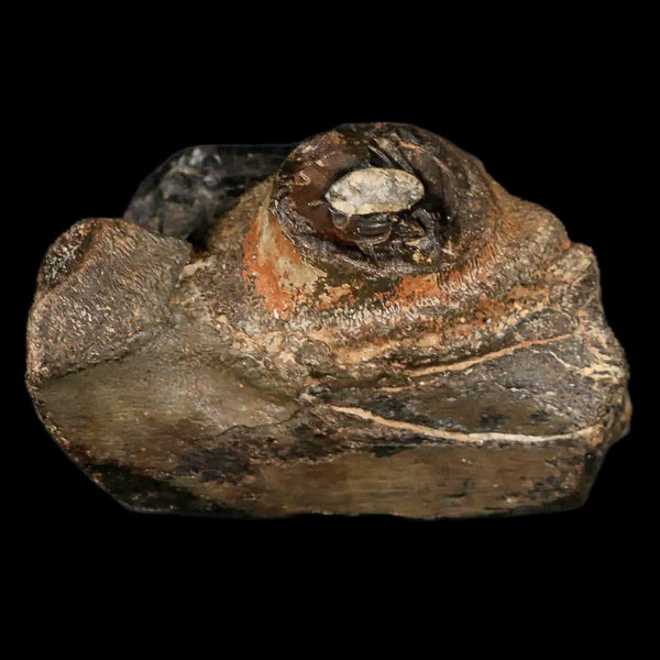 イスラム陶器 Stone frog Western Asia Prehistoric period