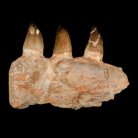 8" Mosasaur Prognathodon Fossil Jaw Section Teeth Cretaceous Dinosaur Era COA - Fossil Age Minerals