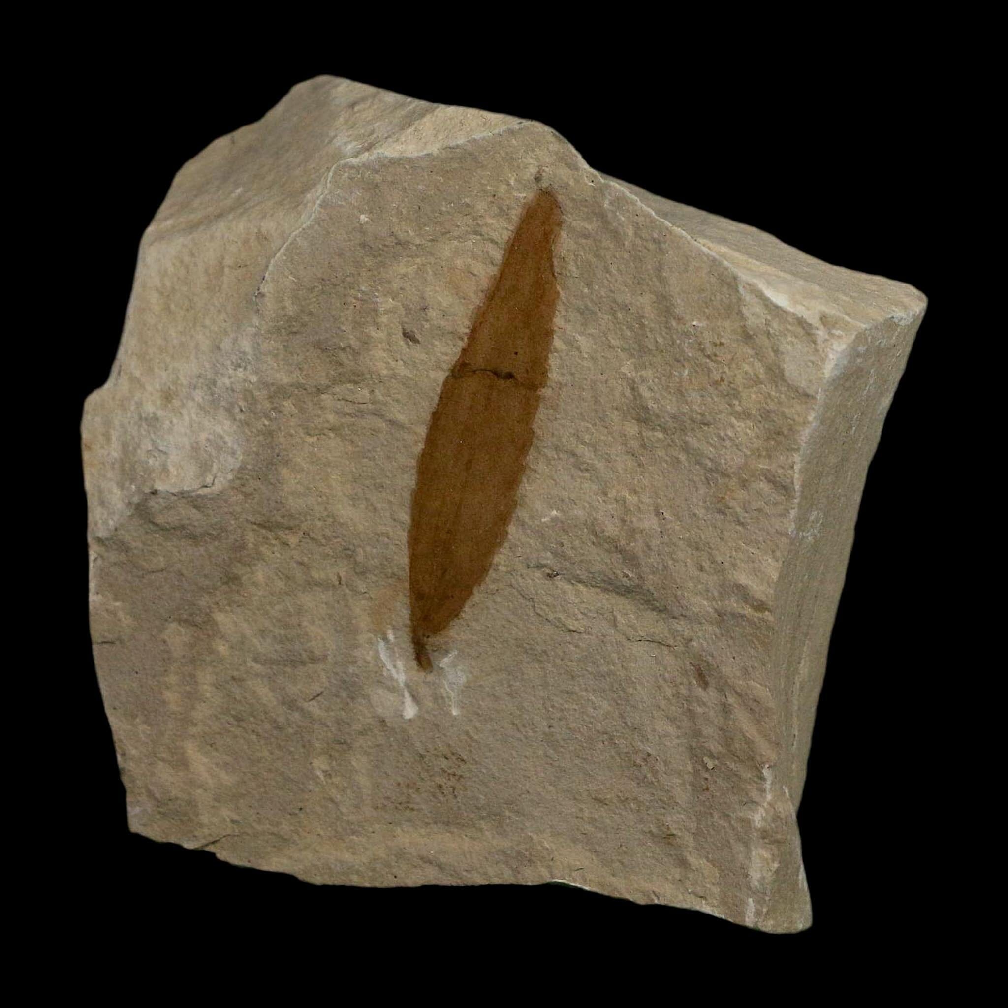 1.5" Detailed Cedrelospermum Nervosum Fossil Plant Leaf Eocene Age Green River FM UT - Fossil Age Minerals